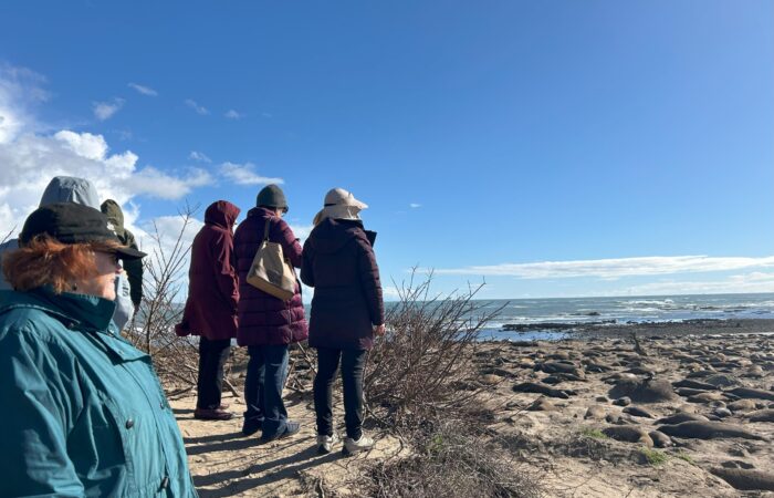 seniors looking at elephant seals on th ebeach