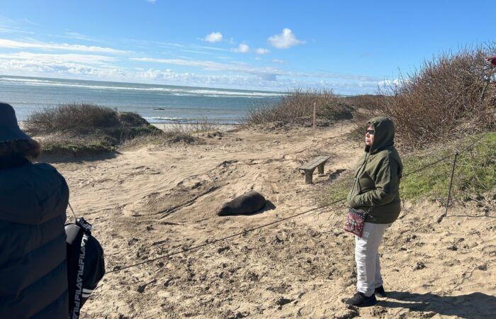 Seniors looking at elephant seals on the beach