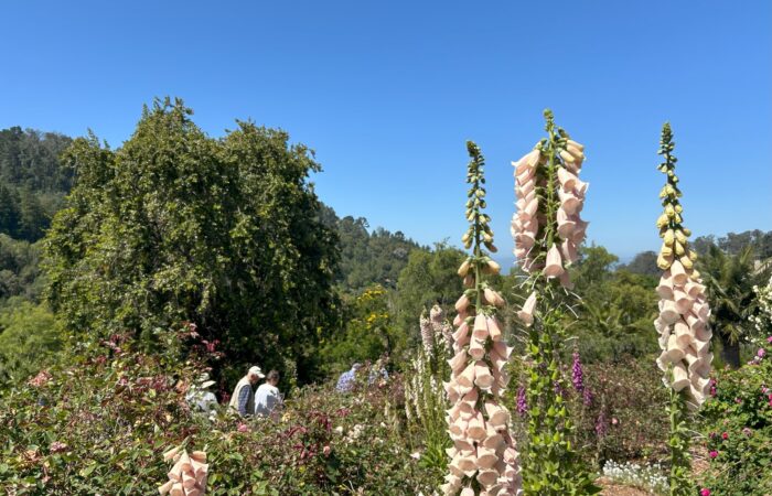 Spring Blooms Garden Tour